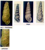 Graphis striata