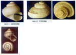 Anatoma crispata