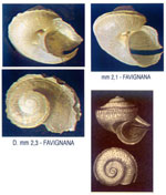 Anatoma umbilicata