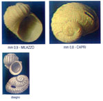 Sinezona cingulata