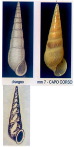 Melanella translucens