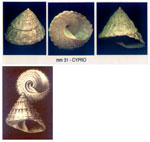 Trochus erythraeus
