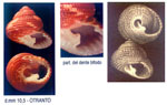 Clanculus corallinus