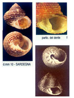 Clanculus crociatus
