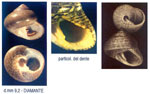 Clanculus jussieui