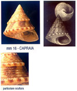 Clelandella miliaris