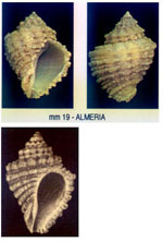 Coralliophila brevis
