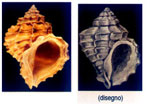 Coralliophila richardi