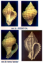 Coralliophila sofiae