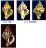 Coralliophila squamosa