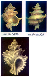 Babelomurex cariniferus