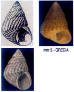 Jujubinus aegeensis
