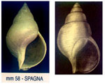 Buccinum humphreysianum