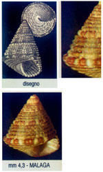 Jujubinus baudoni