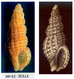 Chauvetia recondita