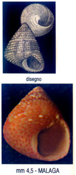 Jujubinus dispar