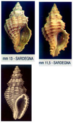 Pollia scabra