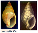 Nassarius cabrierensis ovoideus