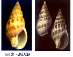 Nassarius elatus