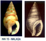 Nassarius macrodon recidivus