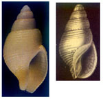 Nassarius turulosus