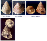 Jujubinus gravinae