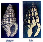 Nassarius johni