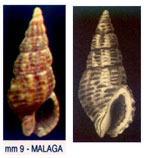 Nassarius tingitanus