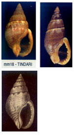 Nassarius corniculum