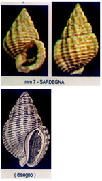 Nassarius coralligenus