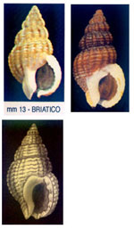 Nassarius incrassatus