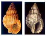 Nassarius pygmaeus