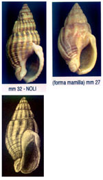 Nassarius nitidus
