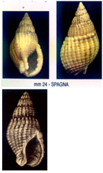 Nassarius reticulatus