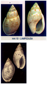 Nassarius granum