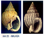 Nassarius denticulatus