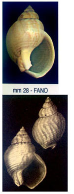 Nassarius mutabilis