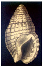 Nassarius louisi