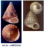Jujubinus montagui