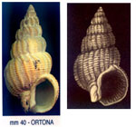 Nassarius lima