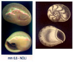 Cyclope pellucida