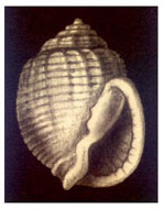 Demoulia obtusata
