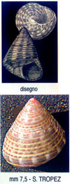Jujubinus ruscurianus