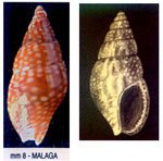 Mitrella broderipi