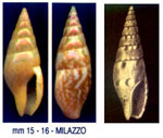 Mitrella lanceolata