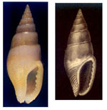 Mitrella pallaryi