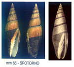 Mitra zonata