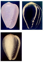 Gibberula caelata