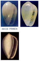 Gibberula philippii