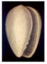 Gibberula simonae